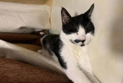 娱乐吃瓜酱男朋友不如猫,揭秘娱乐圈中的“喵星人”魅力