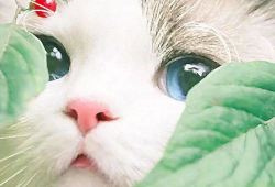 猫的次元吃瓜爆料,揭秘娱乐圈那些不为人知的秘密